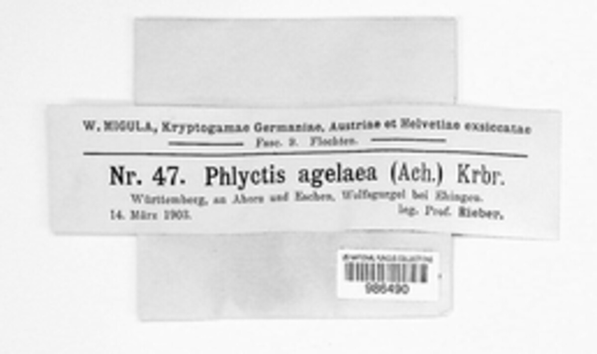 Phlyctis agelaea image